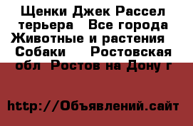 Щенки Джек Рассел терьера - Все города Животные и растения » Собаки   . Ростовская обл.,Ростов-на-Дону г.